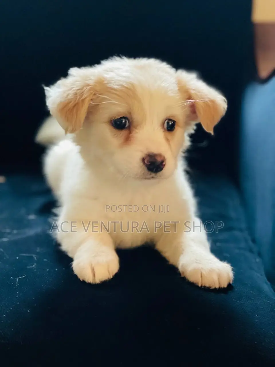 1-3 months Male Purebred Maltese