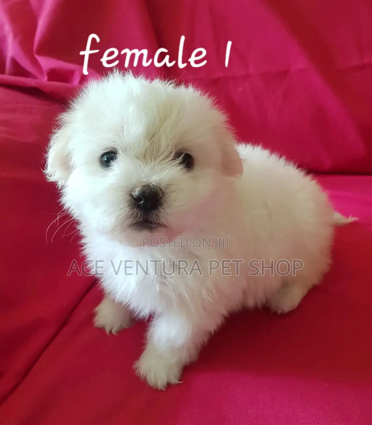 1-3 months Female Purebred Maltese