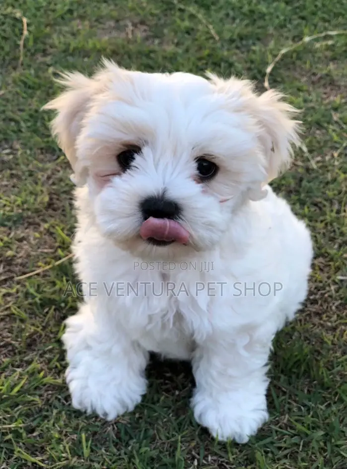 3-6 months Male Purebred Maltese