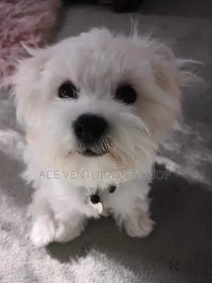 Photo - 1-3 months Male Purebred Maltese