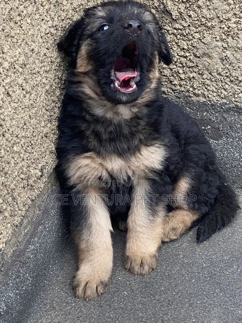 1-3 months Male Purebred German Shepherd