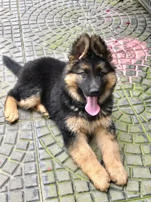 Photo - 1-3 months Male Purebred German Shepherd