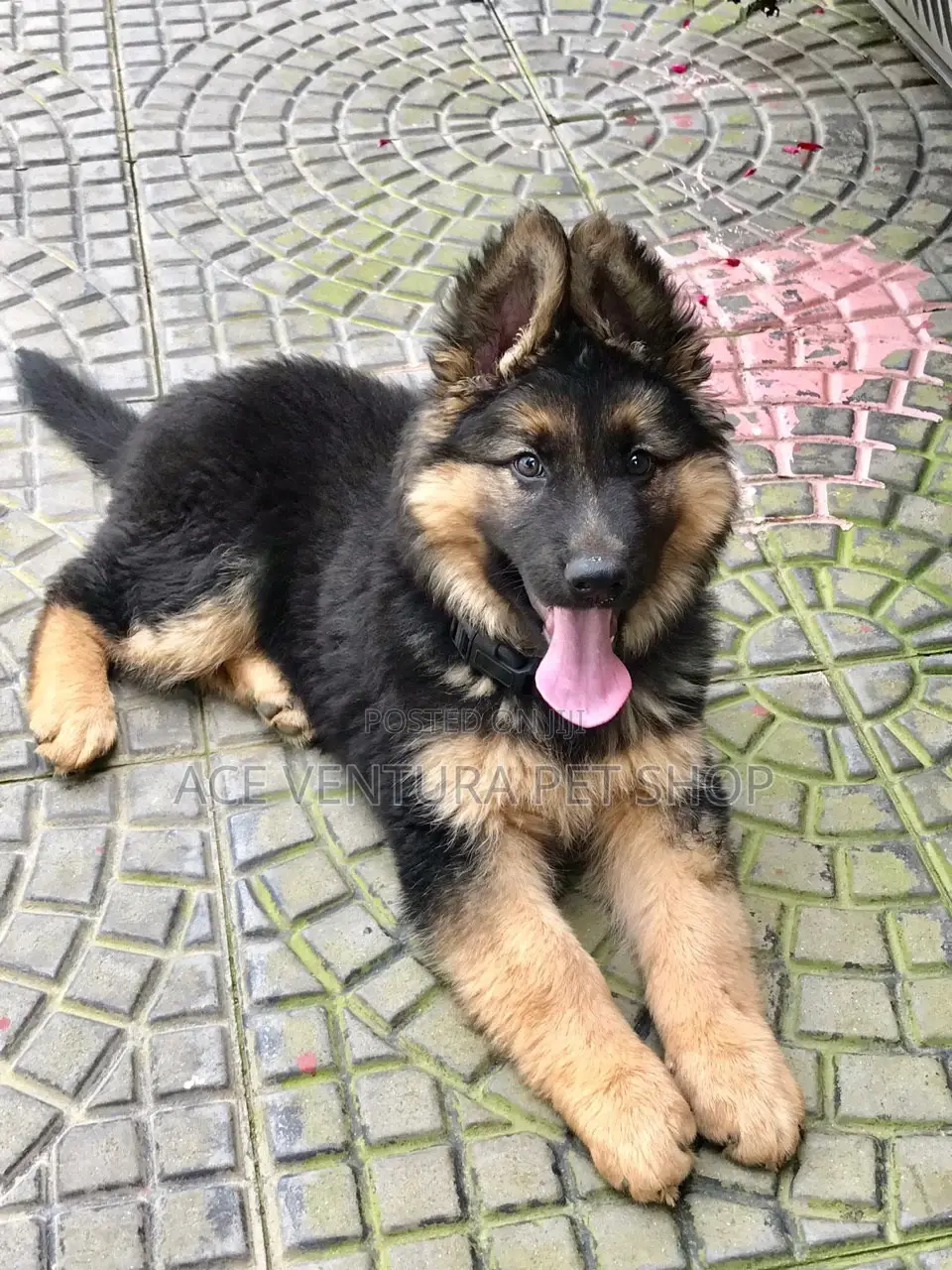 1-3 months Male Purebred German Shepherd