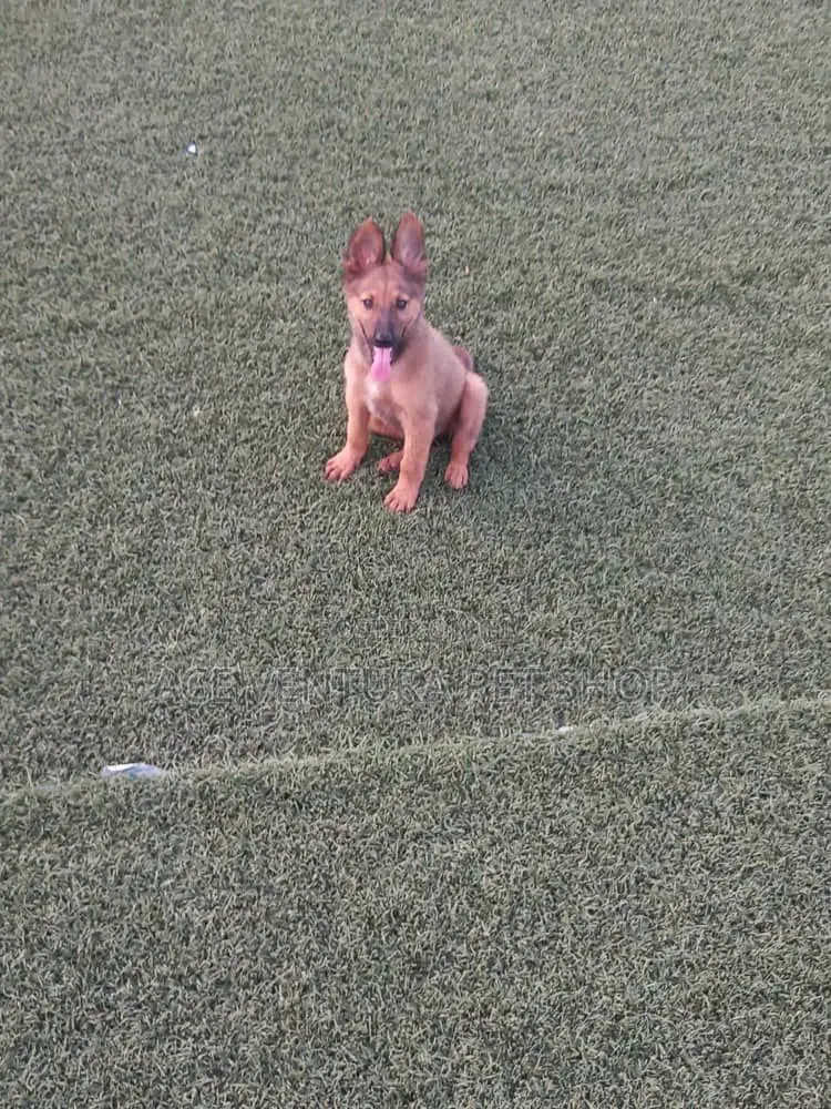 1-3 months Male Purebred German Shepherd
