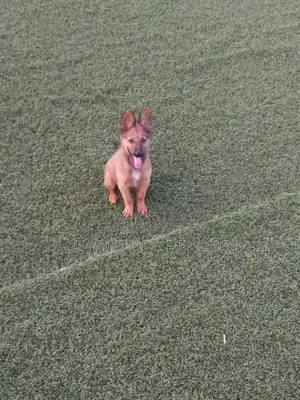 1-3 months Male Purebred German Shepherd