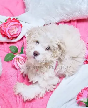 Photo - 3-6 months Male Purebred Maltese