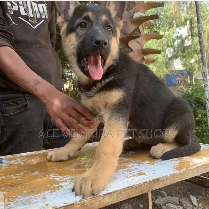 1-3 months Male Purebred German Shepherd