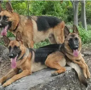 1-3 months Male Purebred German Shepherd