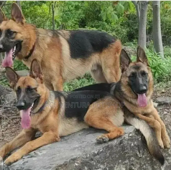 1-3 months Male Purebred German Shepherd