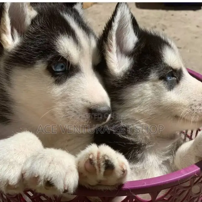 1-3 months Male Purebred Siberian Husky