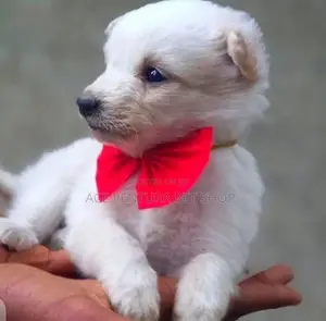 Photo - 1-3 months Male Purebred Maltese