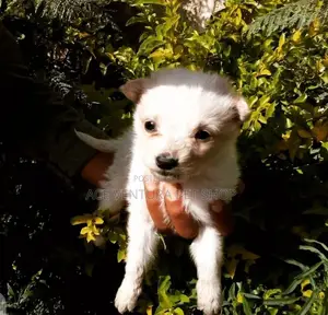 1-3 months Male Purebred Maltese