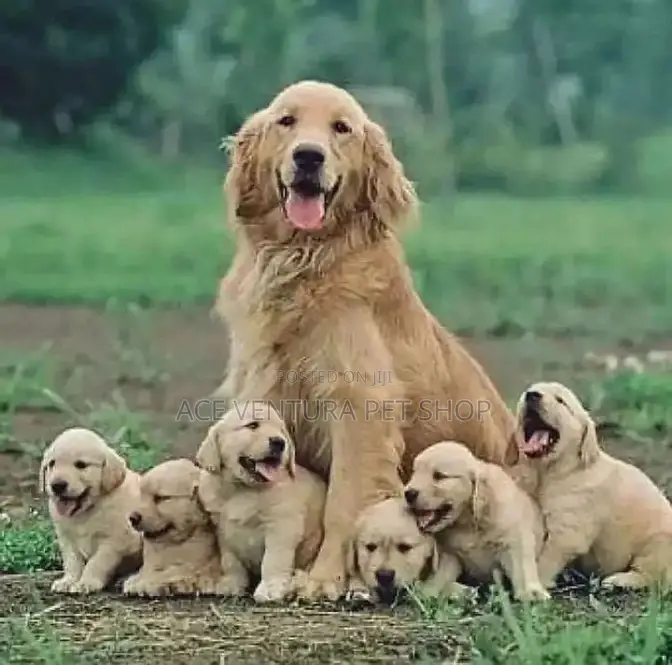 1-3 months Male Purebred Golden Retriever