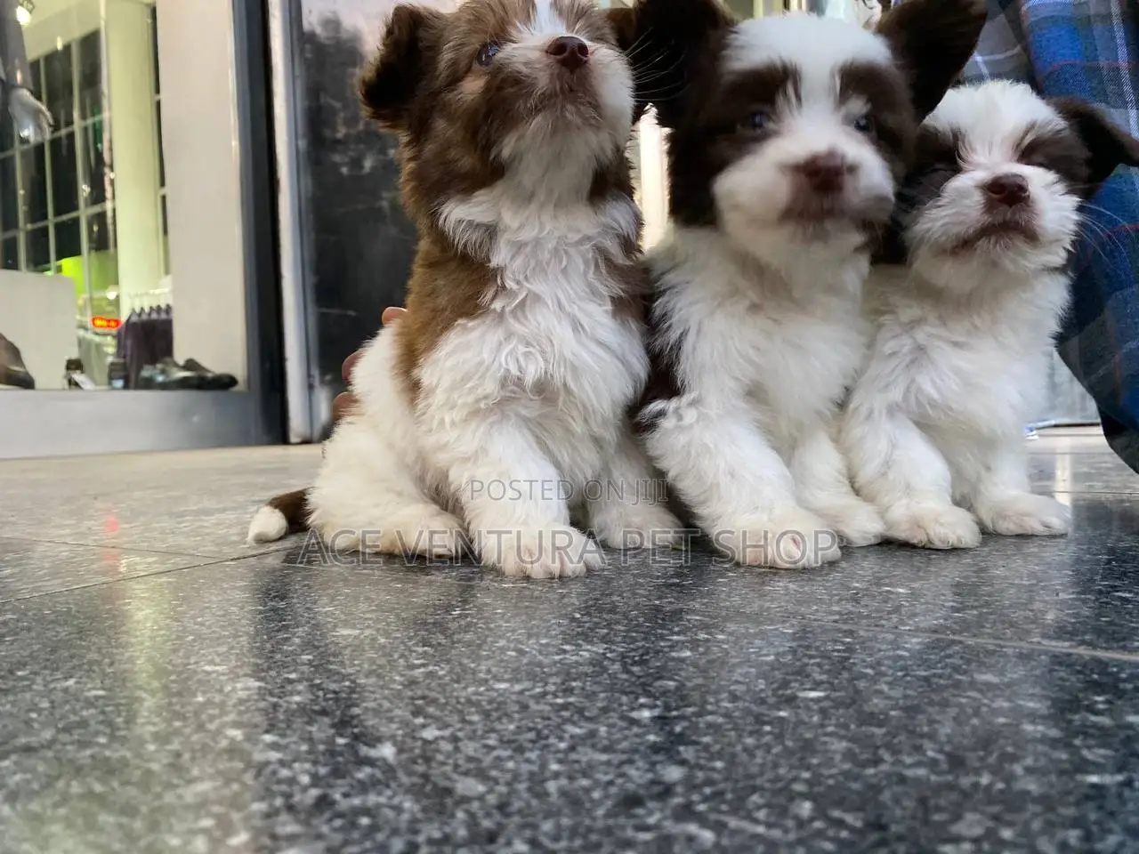 1-3 months Male Purebred Maltese Shih Tzu