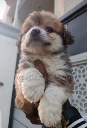 Photo - 1-3 months Male Purebred Maltese