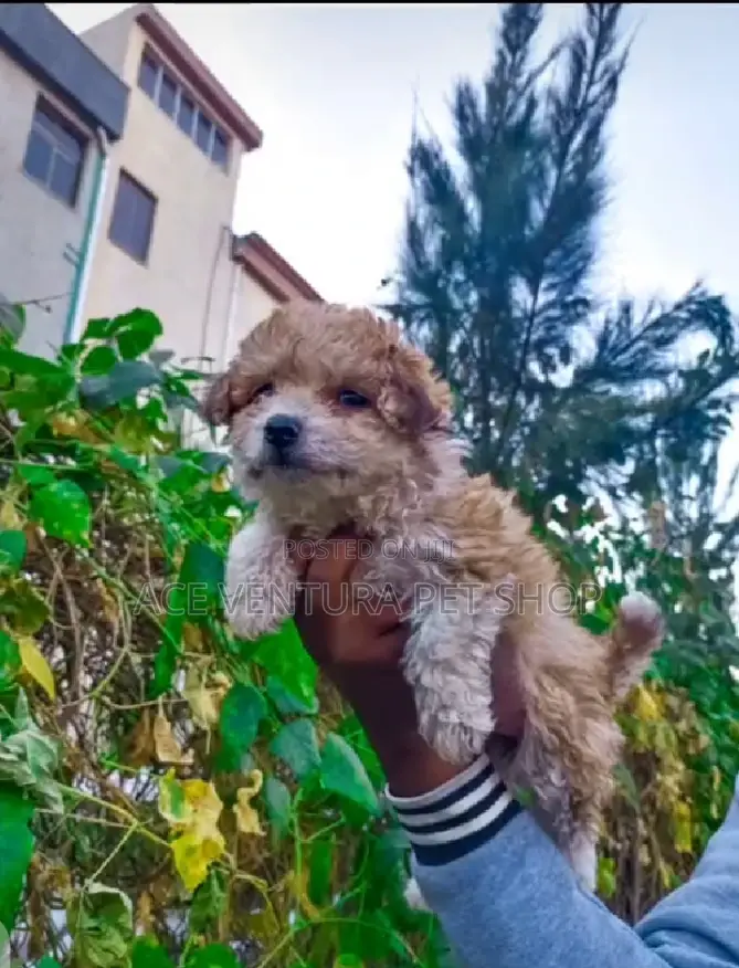 1-3 months Male Purebred Maltese