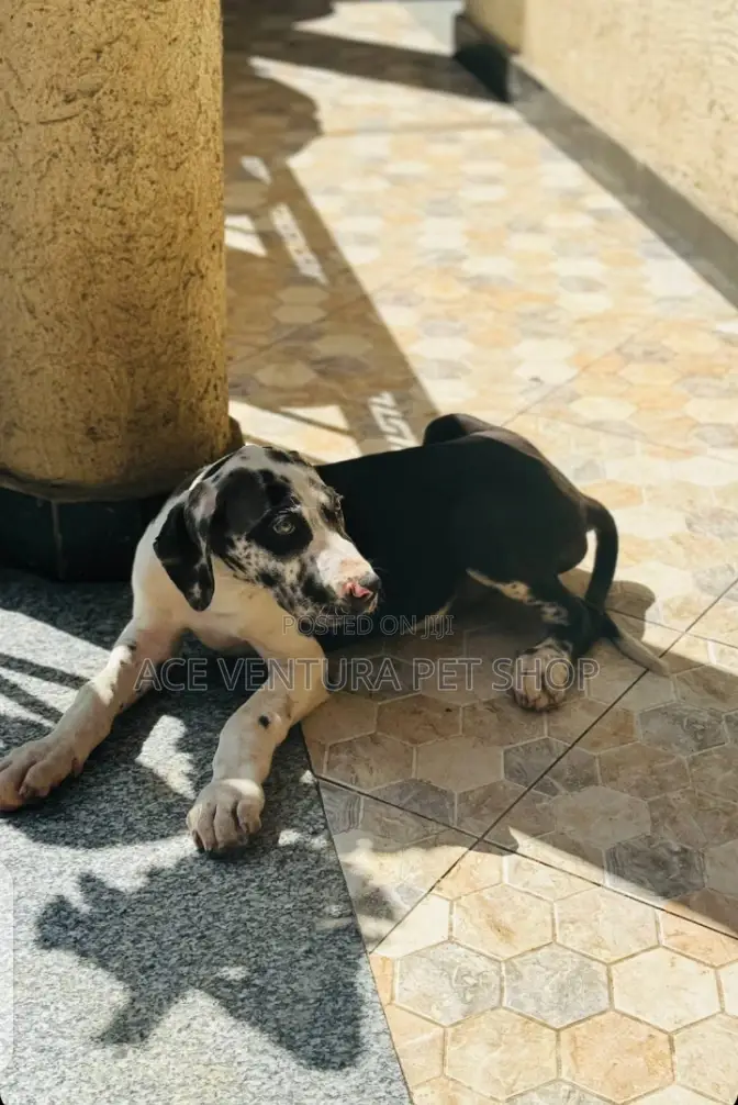 1-3 months Male Purebred Great Dane