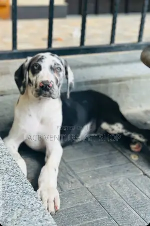 1-3 months Male Purebred Great Dane