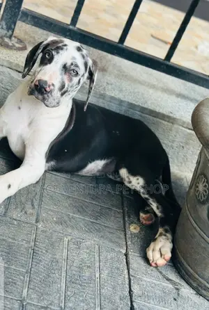 1-3 months Male Purebred Great Dane