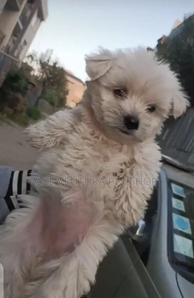 1-3 months Male Purebred Maltese