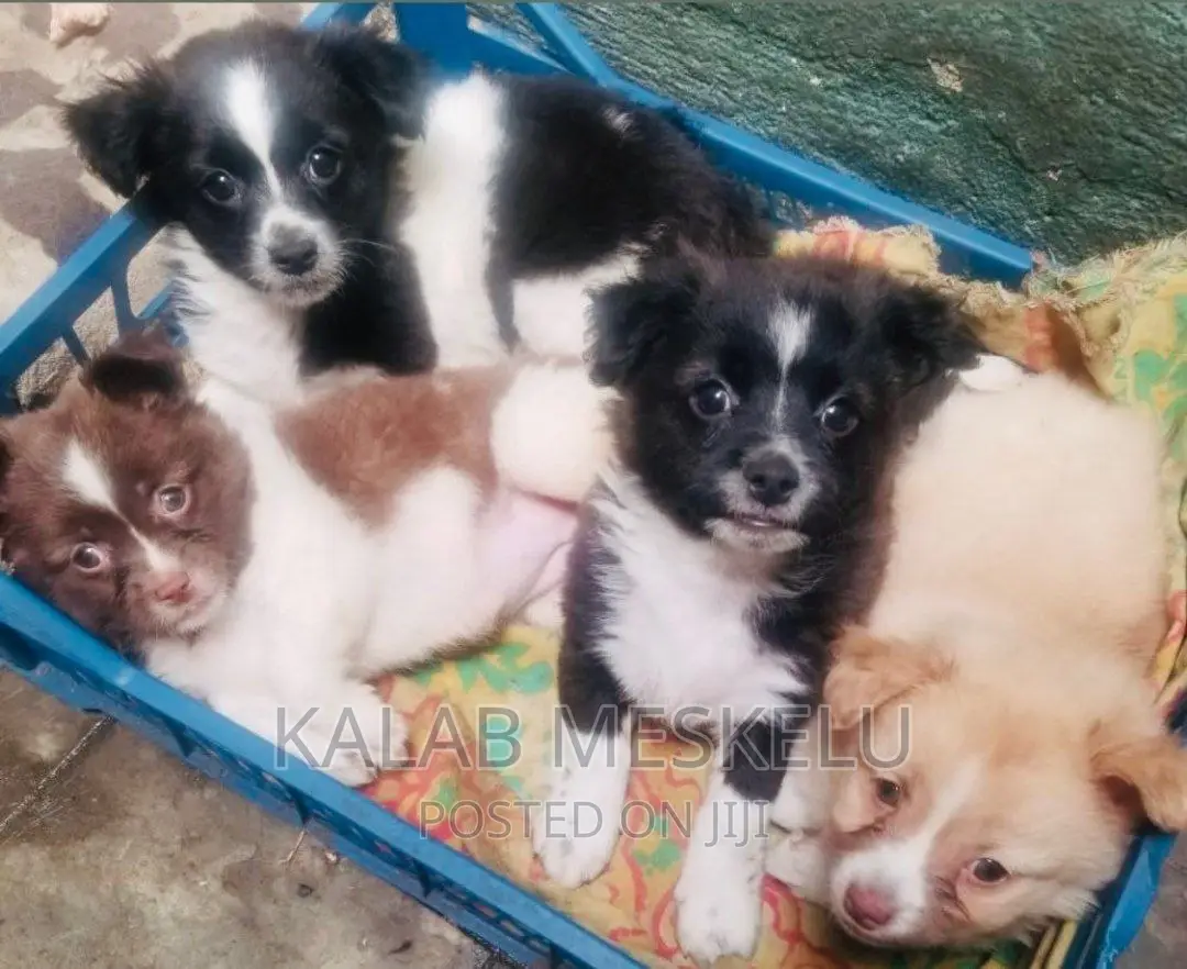 1-3 months Male Purebred Papillon