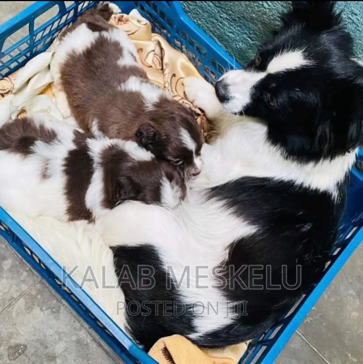 1-3 months Male Purebred Papillon