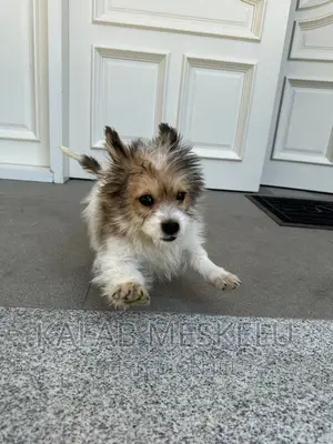 1-3 months Male Purebred Havanese