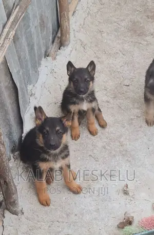Photo - 1-3 months Female Purebred German Shepherd