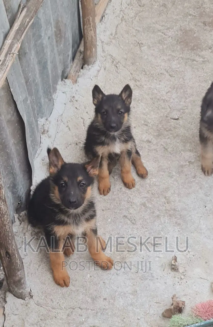 1-3 months Female Purebred German Shepherd