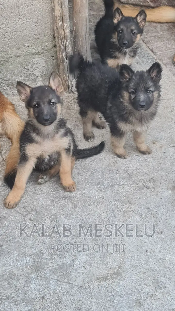 1-3 months Female Purebred German Shepherd