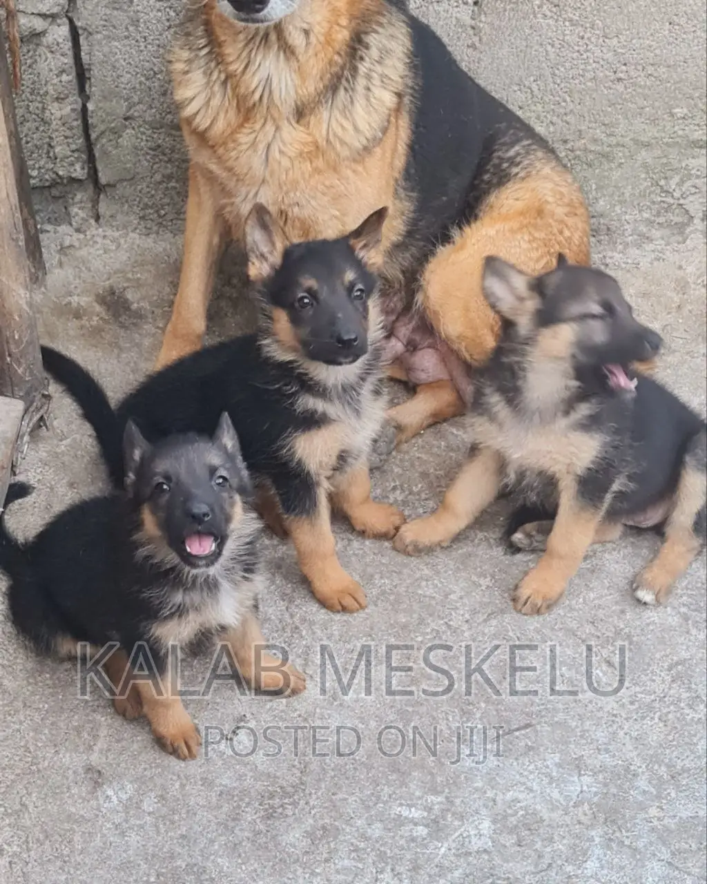 1-3 months Female Purebred German Shepherd