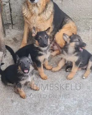 1-3 months Female Purebred German Shepherd