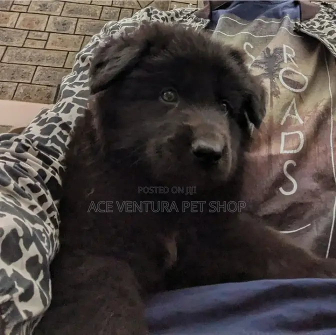 1-3 months Male Purebred German Shepherd