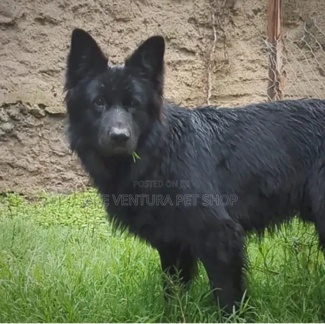 1-3 months Male Purebred German Shepherd