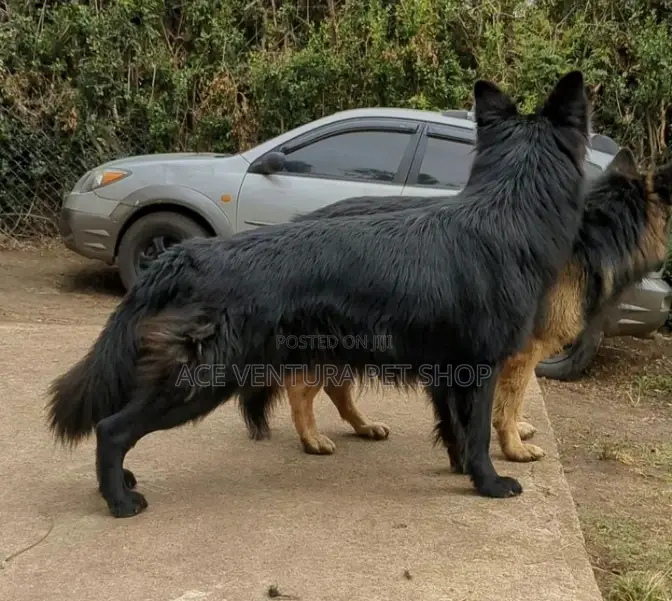 1-3 months Male Purebred German Shepherd