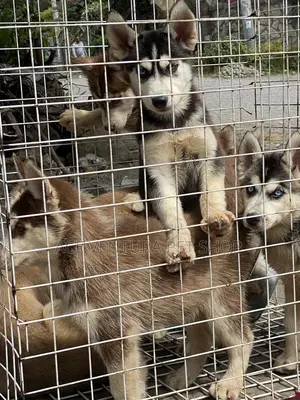 Photo - 1-3 months Male Purebred Siberian Husky