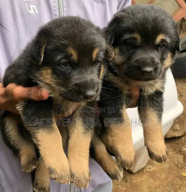 1-3 months Male Purebred German Shepherd