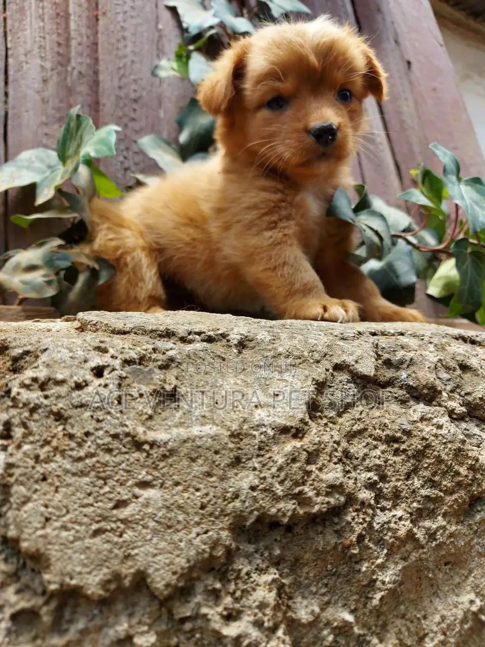 1-3 months Male Purebred Maltese