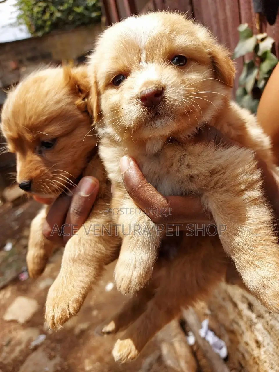 1-3 months Male Purebred Maltese