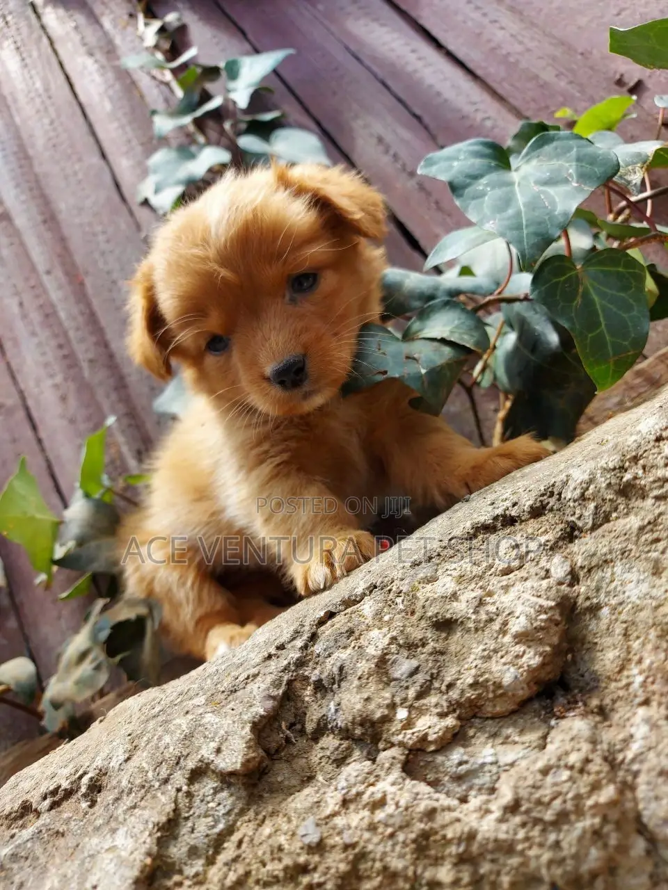 1-3 months Male Purebred Maltese