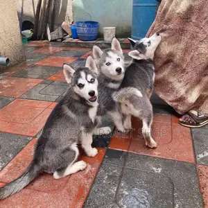 Photo - 1-3 months Male Purebred Siberian Husky