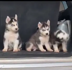 Photo - 1-3 months Male Purebred Siberian Husky