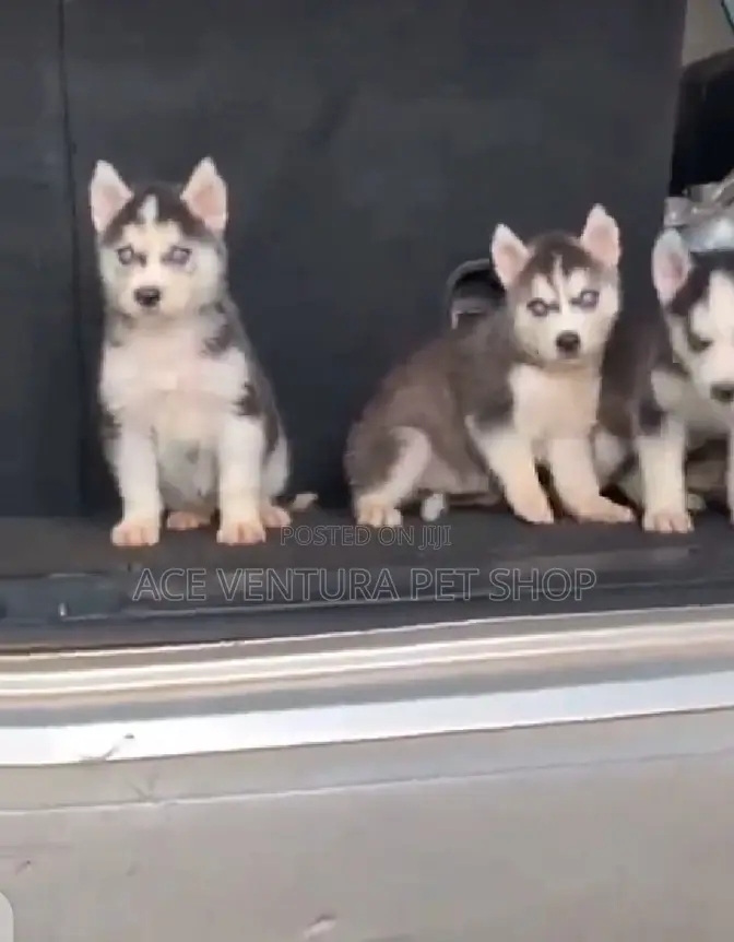 1-3 months Male Purebred Siberian Husky