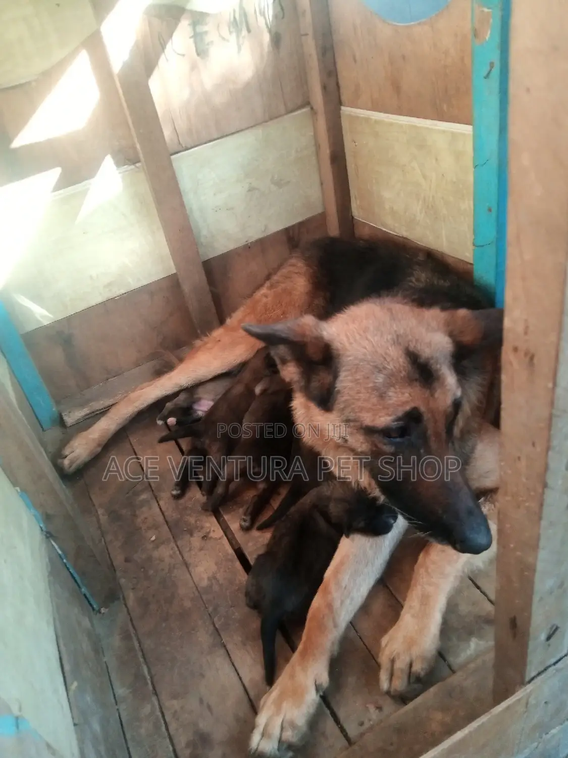 1-3 months Male Purebred German Shepherd