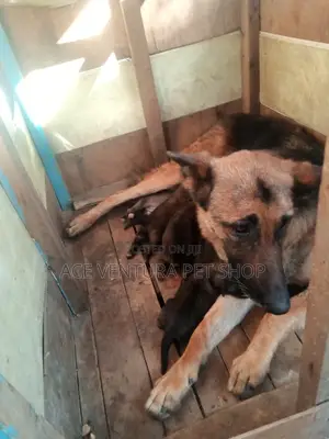 1-3 months Male Purebred German Shepherd