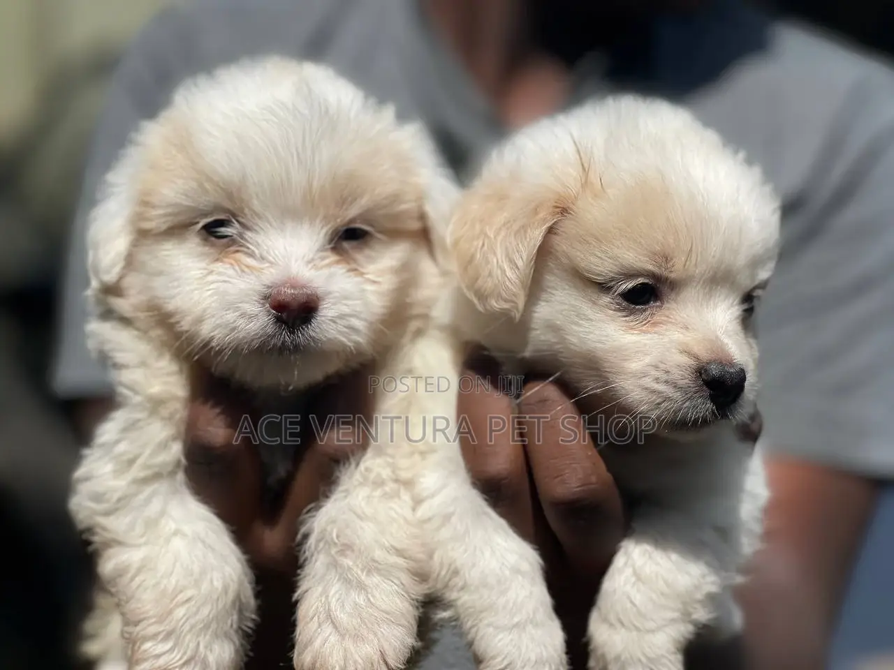 1-3 months Male Purebred Maltese