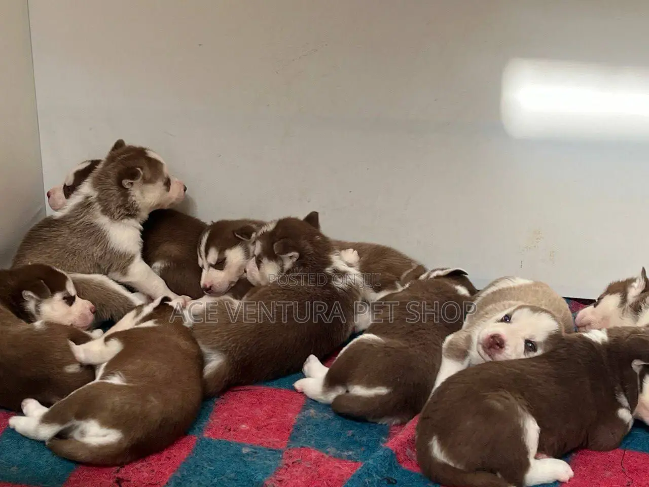 1-3 months Male Purebred German Shepherd