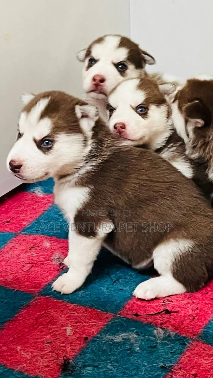 1-3 months Male Purebred German Shepherd