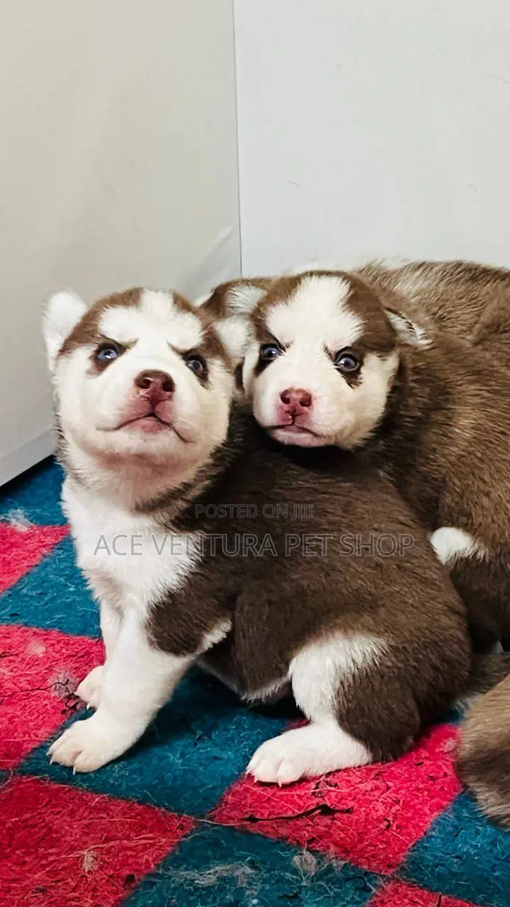 1-3 months Male Purebred German Shepherd