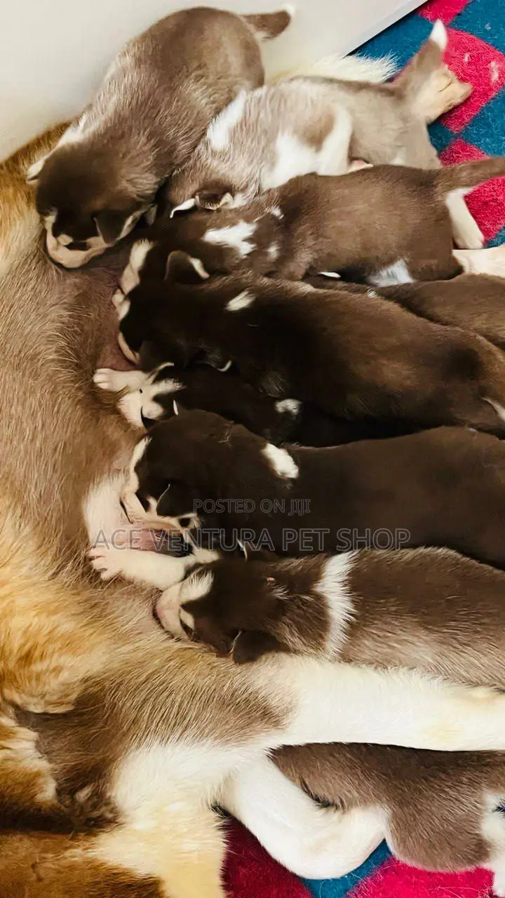 1-3 months Male Purebred German Shepherd